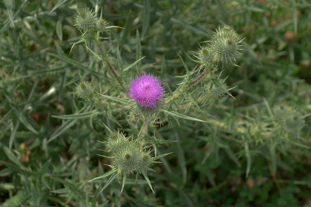 Blüte einer Distel.
