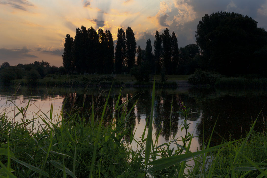 Entenwerder mit Pappeln.