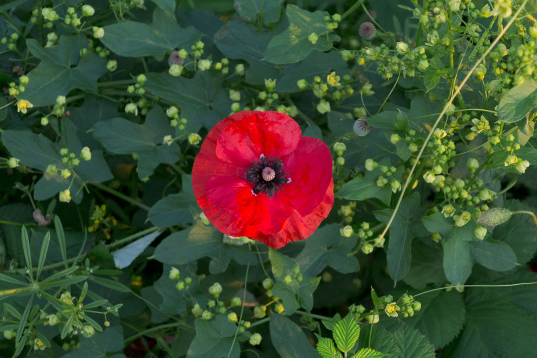 Klatschmohn.