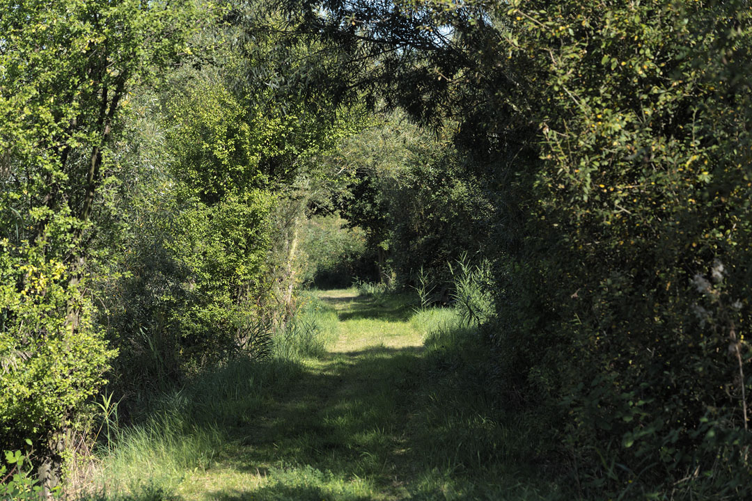 umwachsener Feldweg