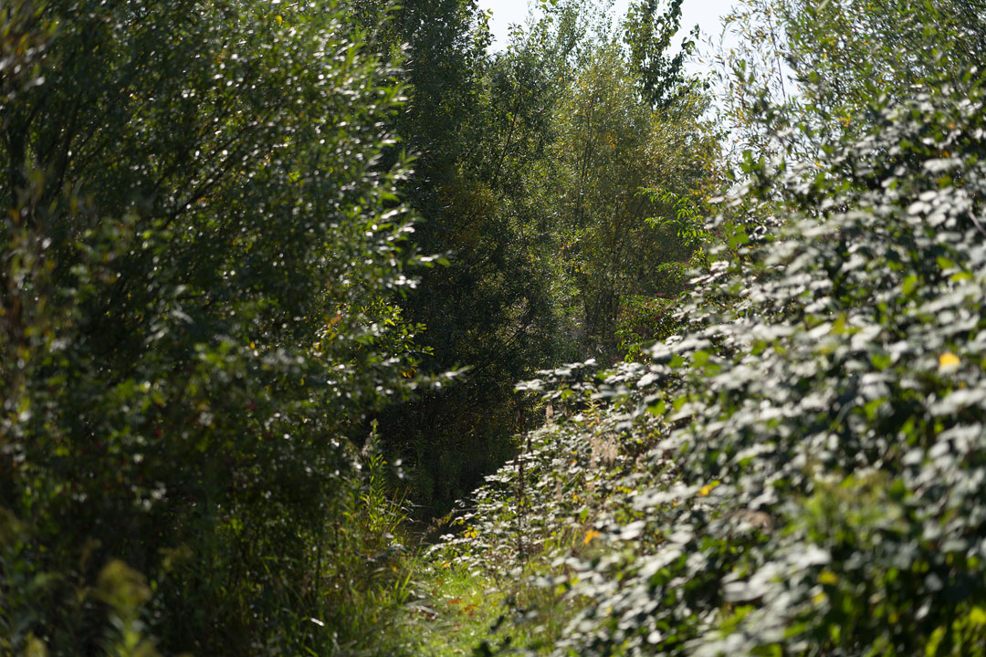 Trampelpfad durch Gestrüpp
