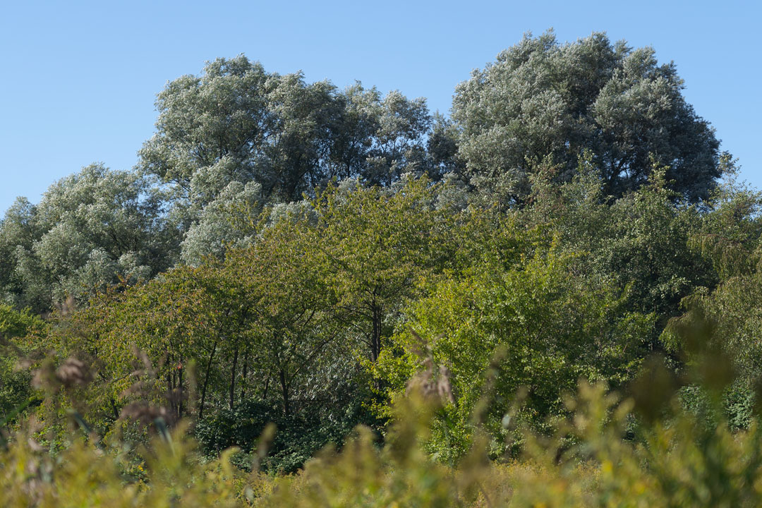 Wiese mit Bäumen im Hintergrund