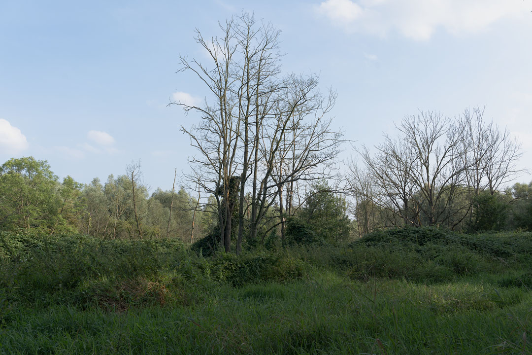 Grün in Altenwerder