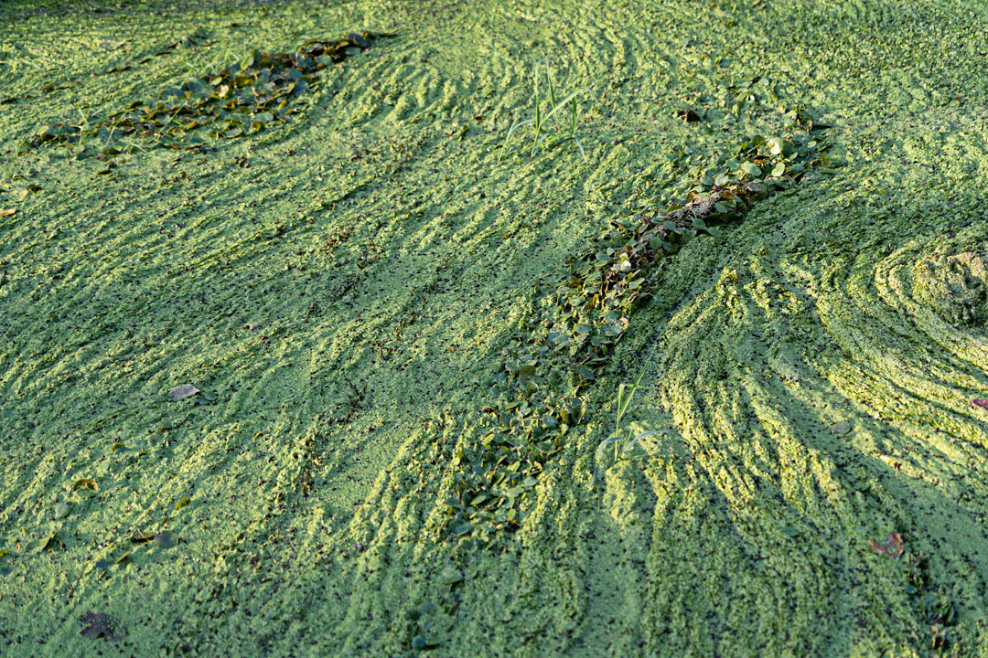 Waldmeister-Speiseeis