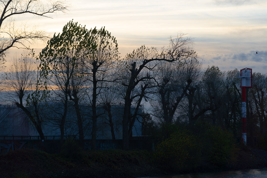 Bäume am Bubendeyufer in der Abenddämmerung.