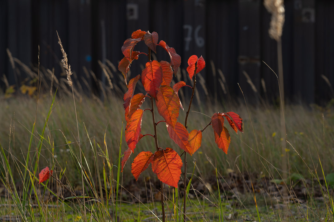 Pflanze mit rotem Herbstlaub.