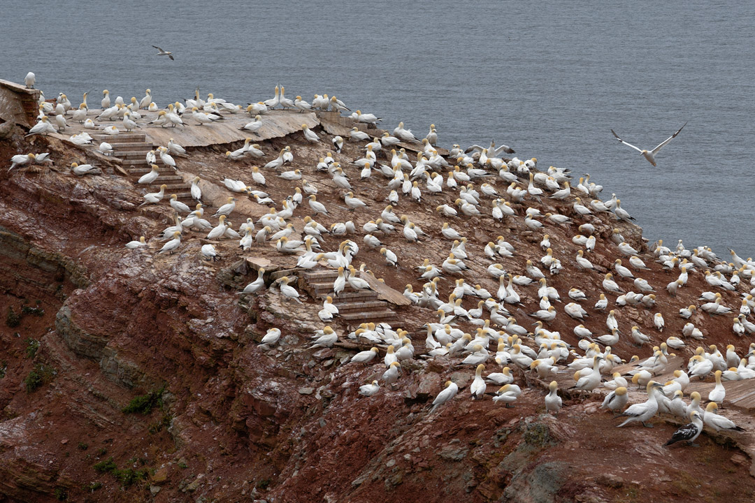 ehemalige Aussichtsplattform mit Basstölpeln