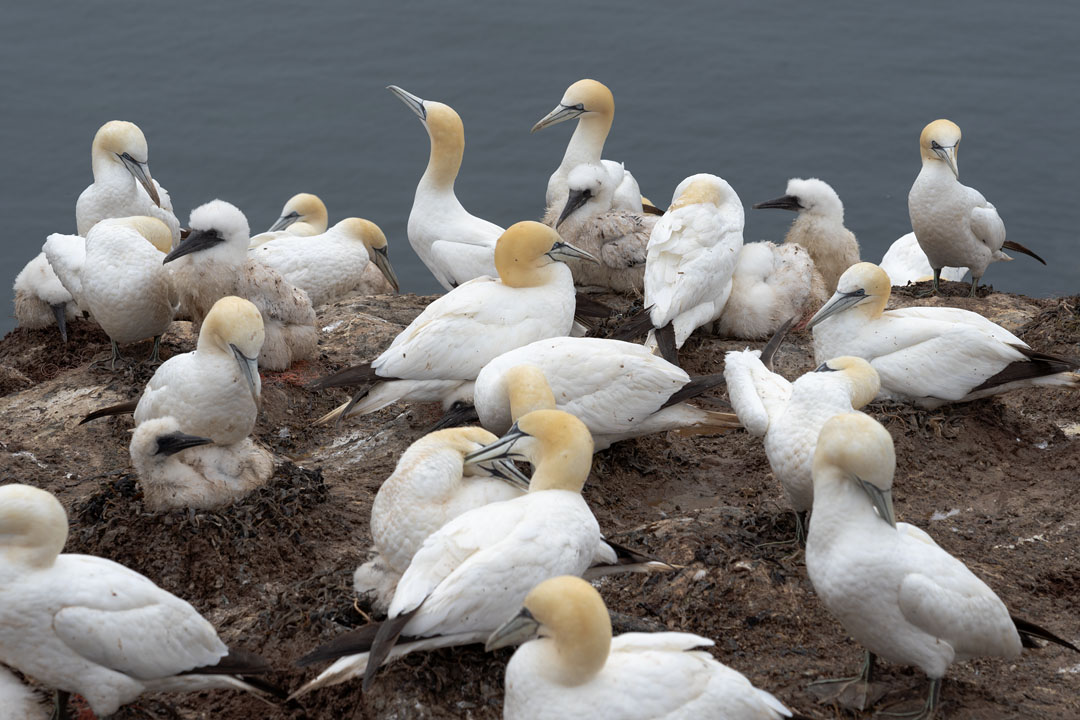 Brutkolonie mit Basstölpeln