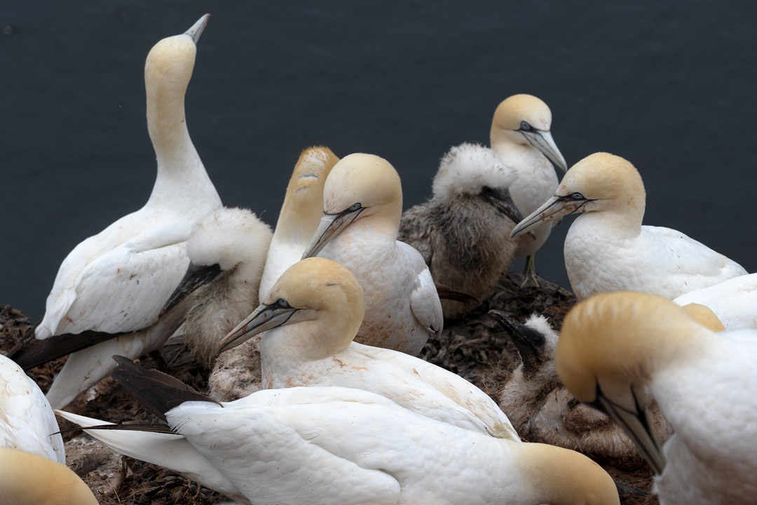 Basstölpel mit Jungtieren