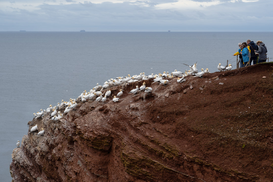 Basstölpel und Besucher