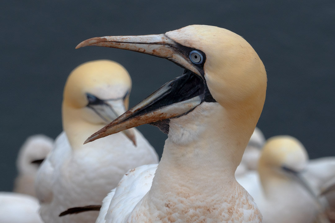 schreiender Basstölpel