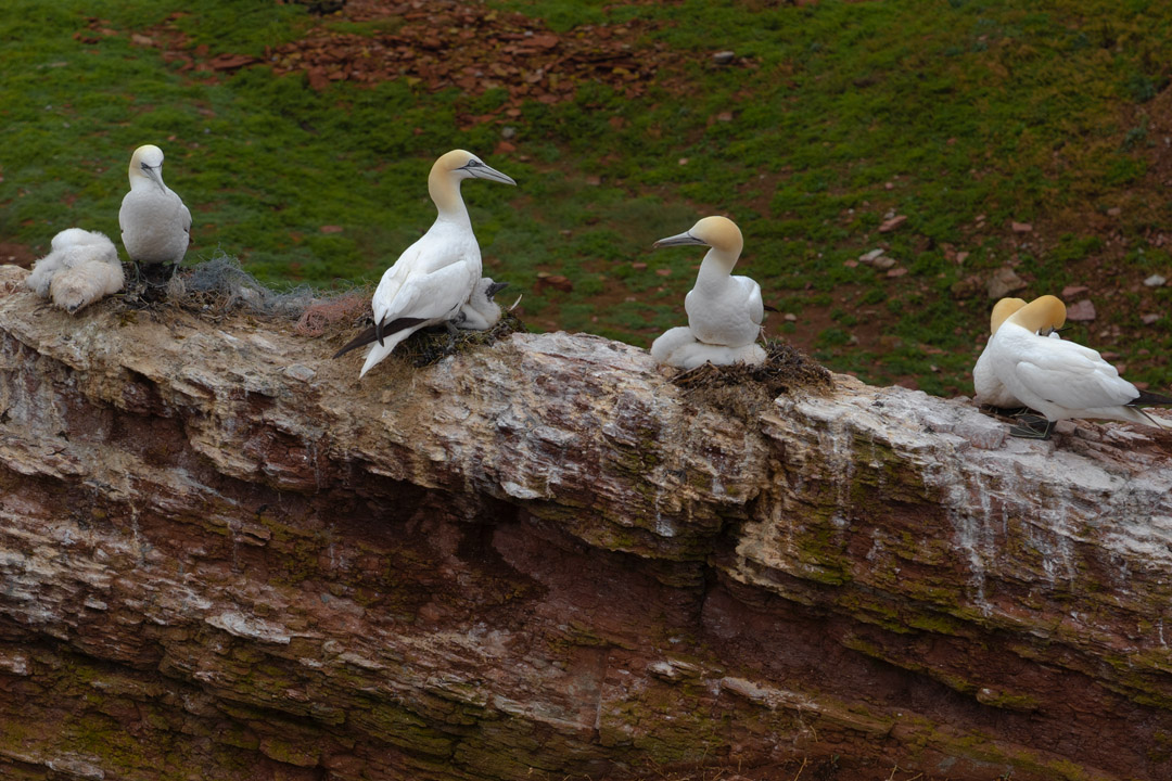 Basstölpel mit Jungtieren