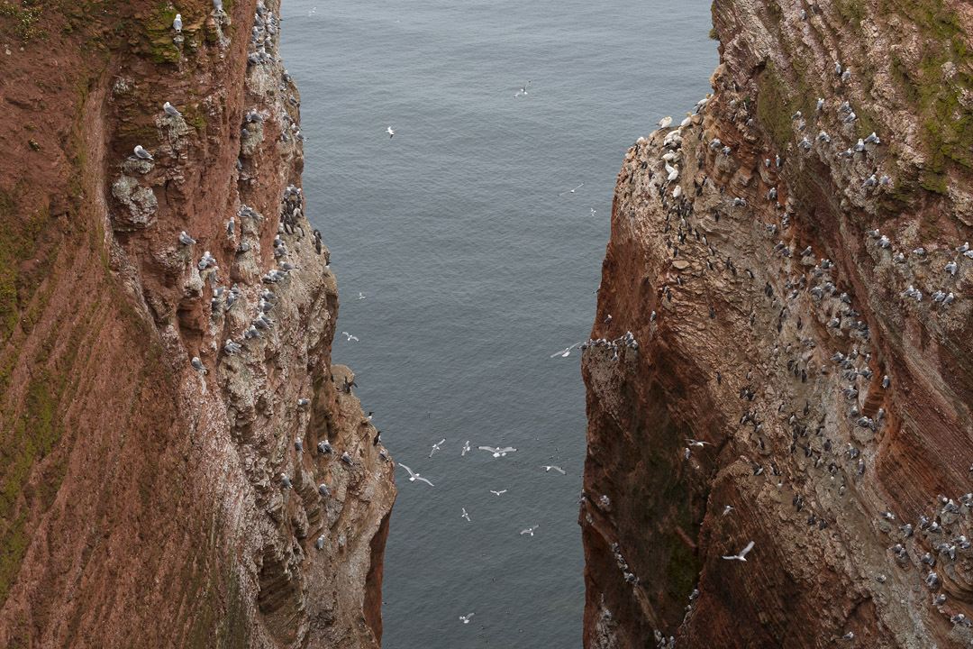 Basstölpel, Trottellummen und Dreizehenmöwen