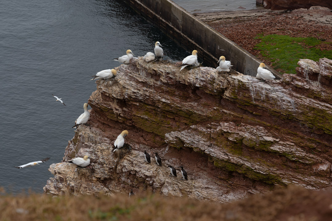 Basstölpel auf Fels-Grad