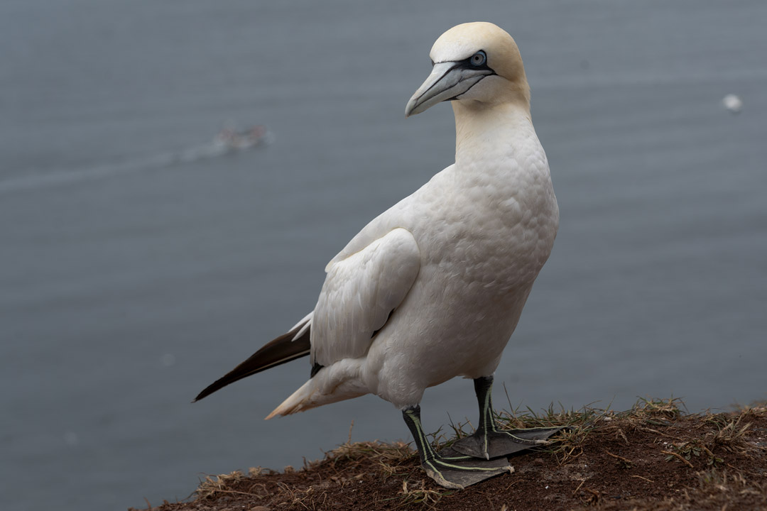 Basstölpel, zur Seite schauend