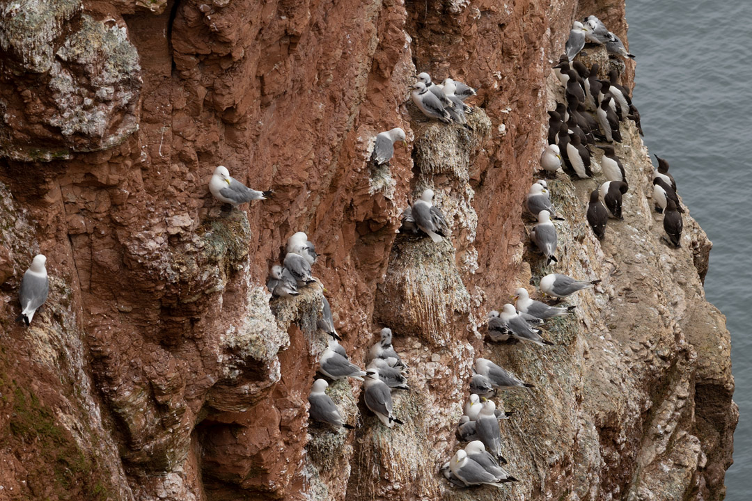 Dreizehenmöwe am Felsen