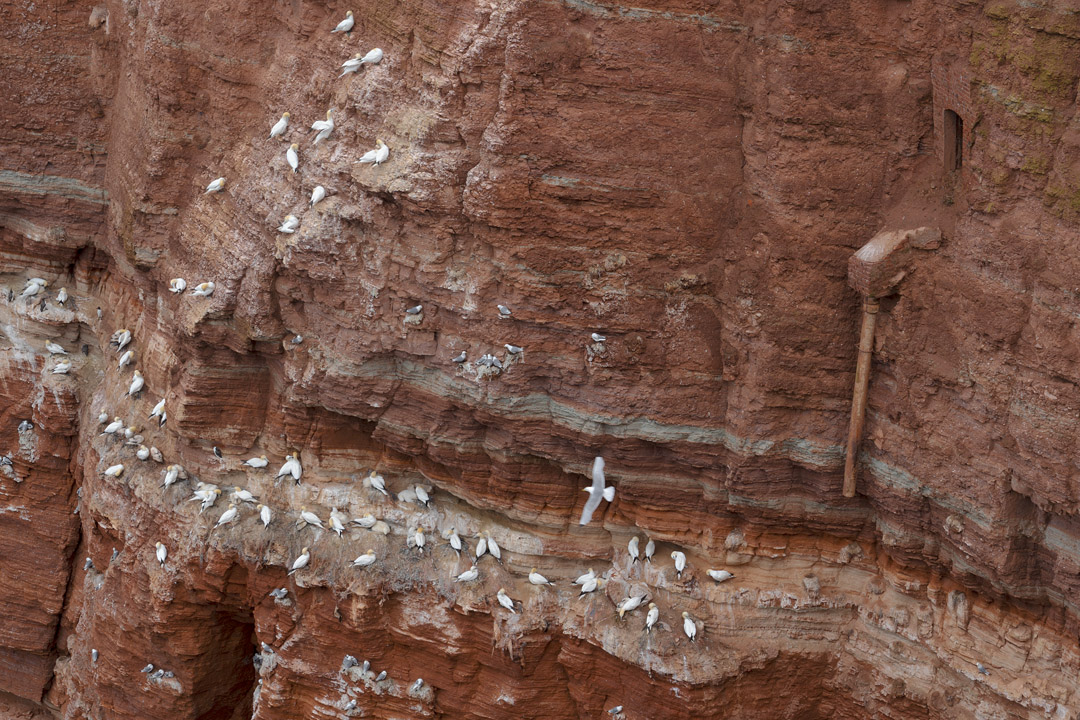Basstölpel im Felsen