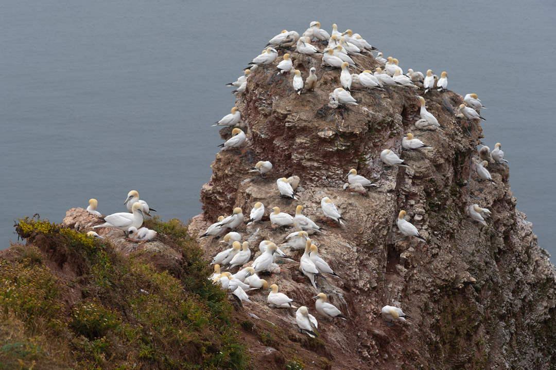 Klippe mit Basstölpeln