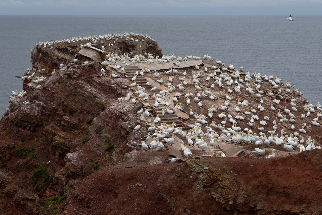 ehemalige Aussichtsplattform mit Basstölpeln