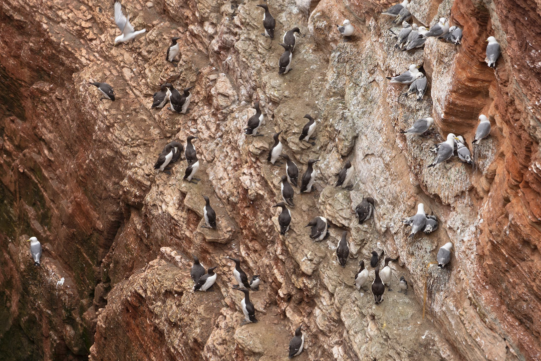 Trottellummen am Felsen