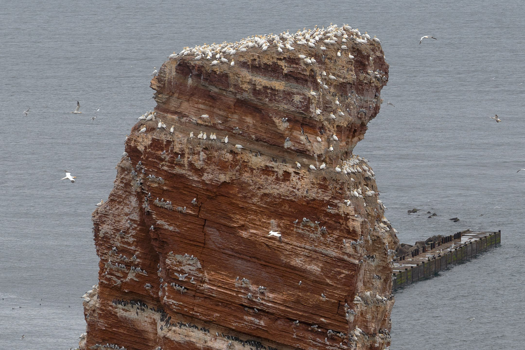 Lange Anna mit Basstölpeln